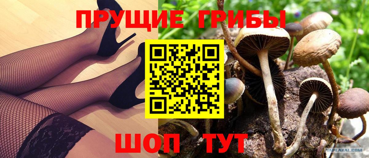 Псилоцибиновые грибы Psilocybe  где продают наркотики  Нерюнгри 